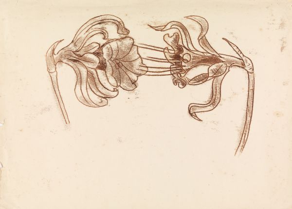Ludwig Hirschfeld-Mack - 'What flowers not do', (not dated), pencil on paper