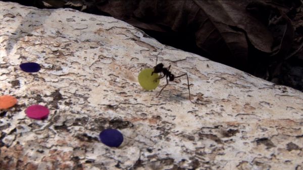 a close up photo of an ant carries a coloured dot on a brown rock